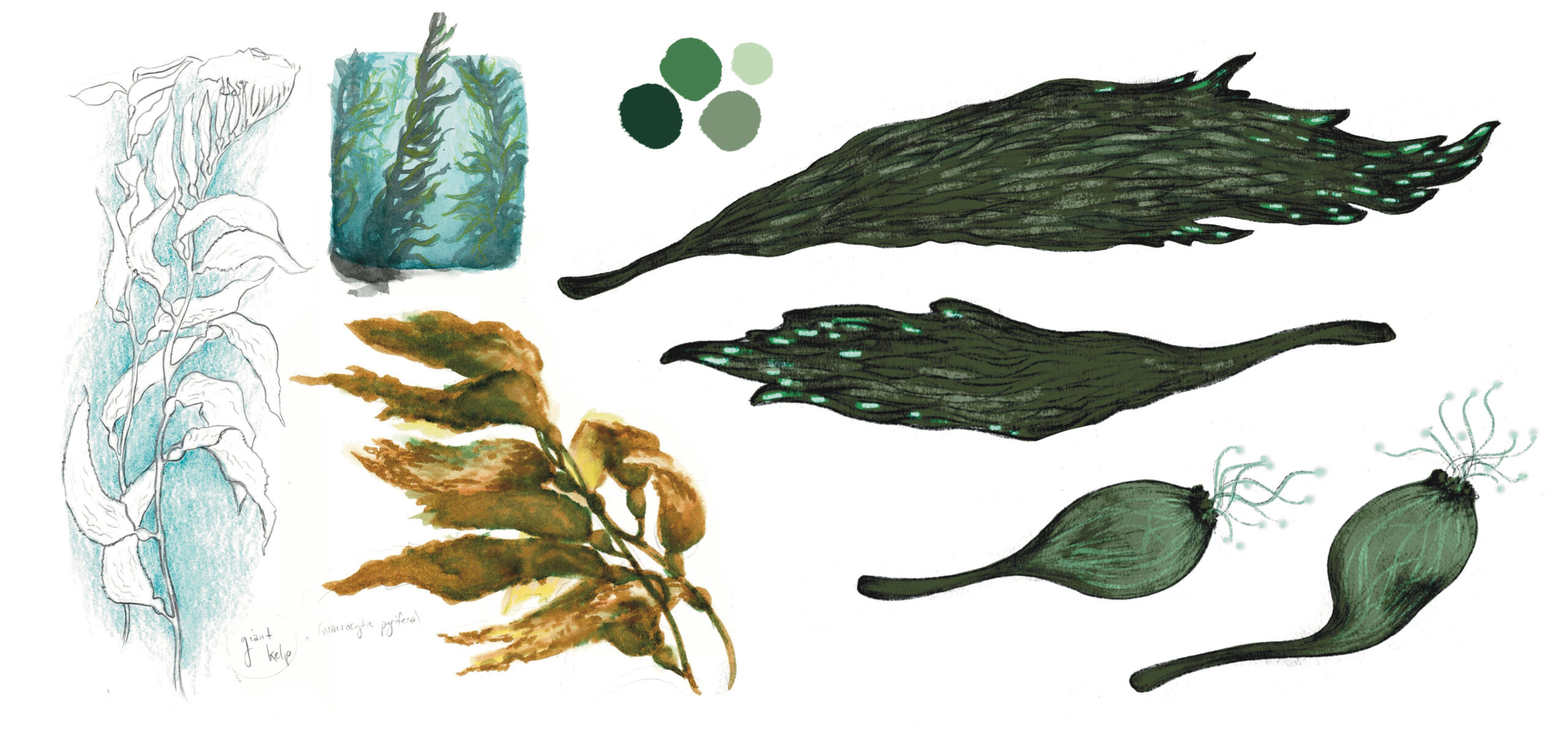 Hybrid Algae Species Exploration, Original Story, 2024, digital