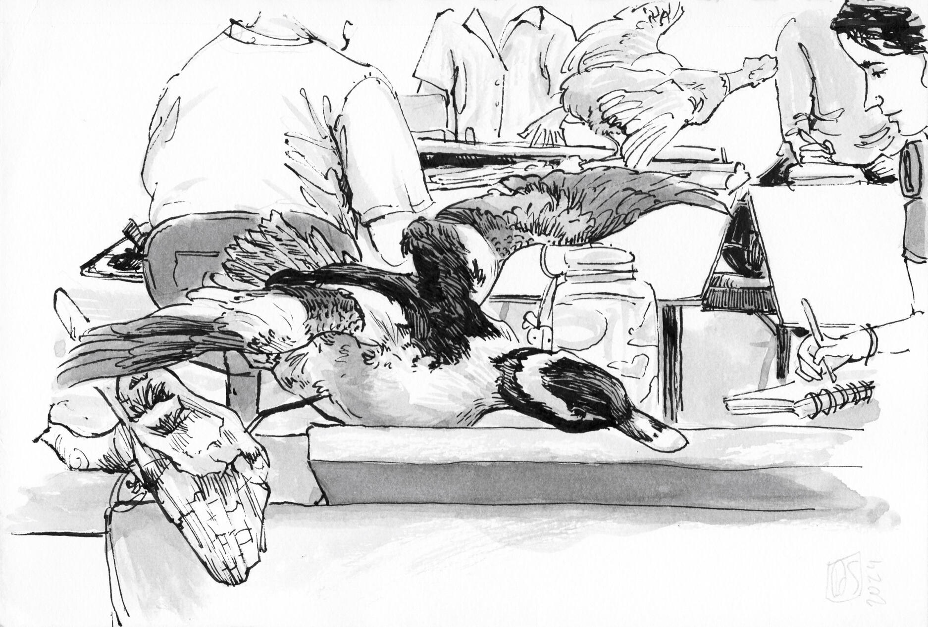 Observing Taxidermy, 2024, ink